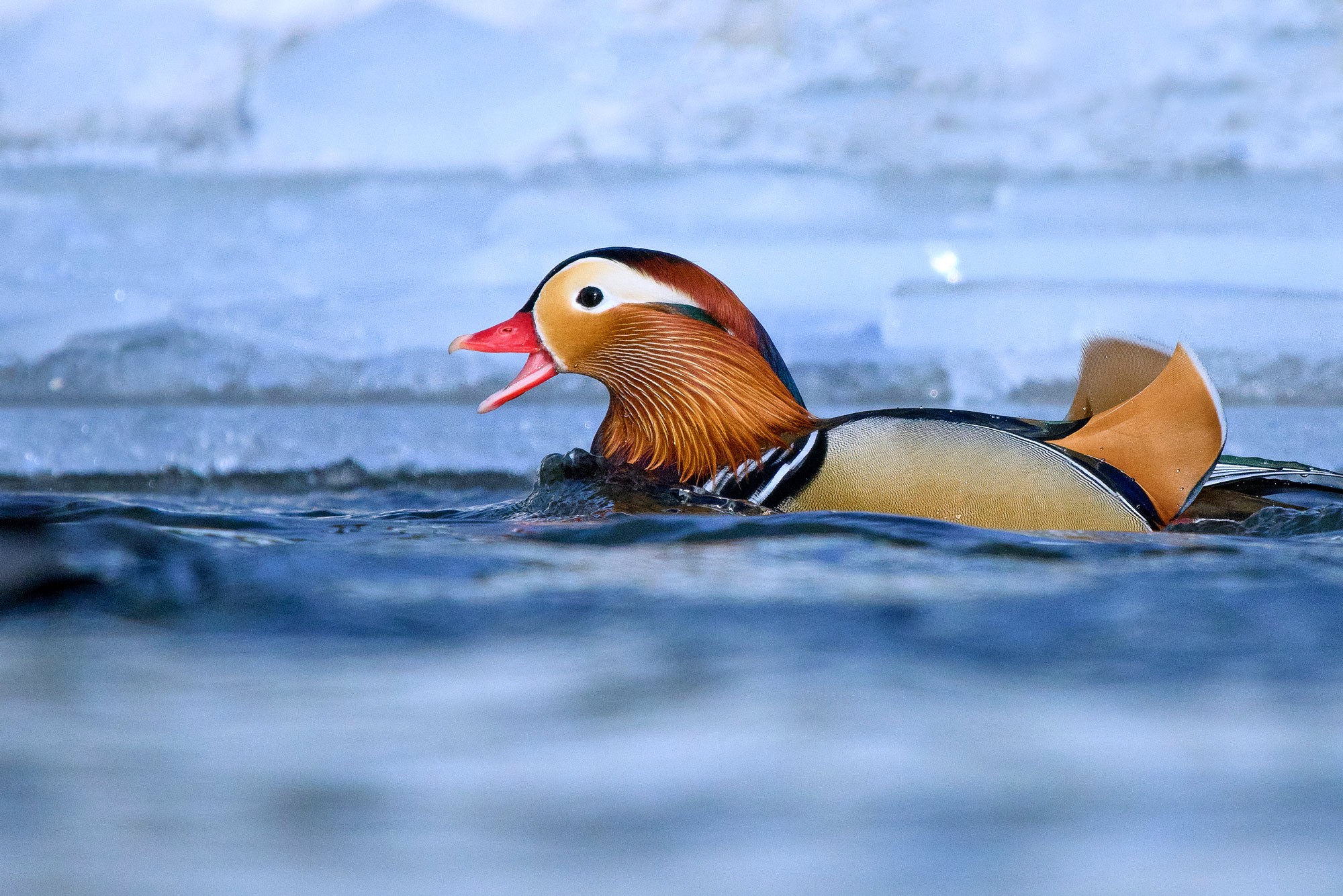 Kachnička mandarinská (Aix galericulata)